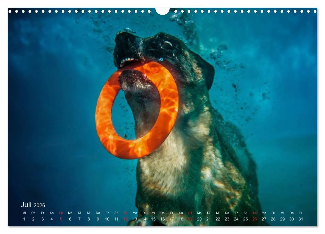 Bild: 9783457988176 | Malinois lieben Wasser (Wandkalender 2026 DIN A3 quer), CALVENDO...
