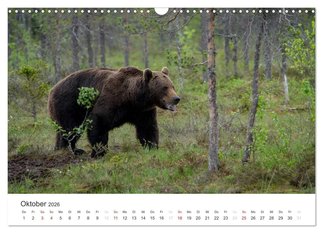 Bild: 9783516078176 | Naturparadies Finnland (Wandkalender 2026 DIN A3 quer), CALVENDO...