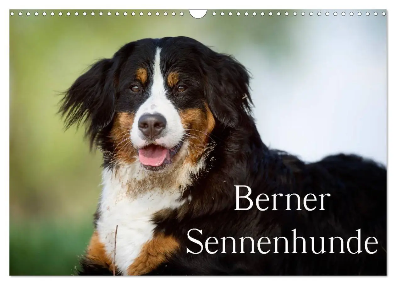 Cover: 9783516148176 | Berner Sennenhunde (Wandkalender 2026 DIN A3 quer), CALVENDO...