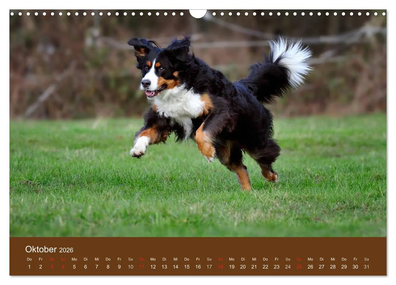 Bild: 9783516148176 | Berner Sennenhunde (Wandkalender 2026 DIN A3 quer), CALVENDO...