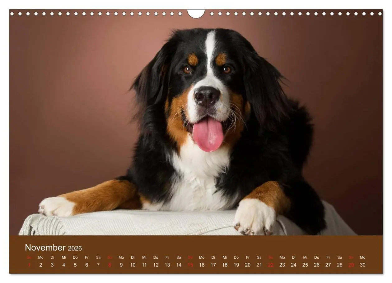 Bild: 9783516148176 | Berner Sennenhunde (Wandkalender 2026 DIN A3 quer), CALVENDO...