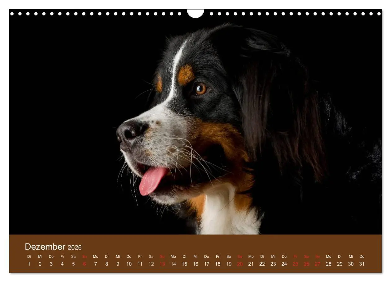 Bild: 9783516148176 | Berner Sennenhunde (Wandkalender 2026 DIN A3 quer), CALVENDO...