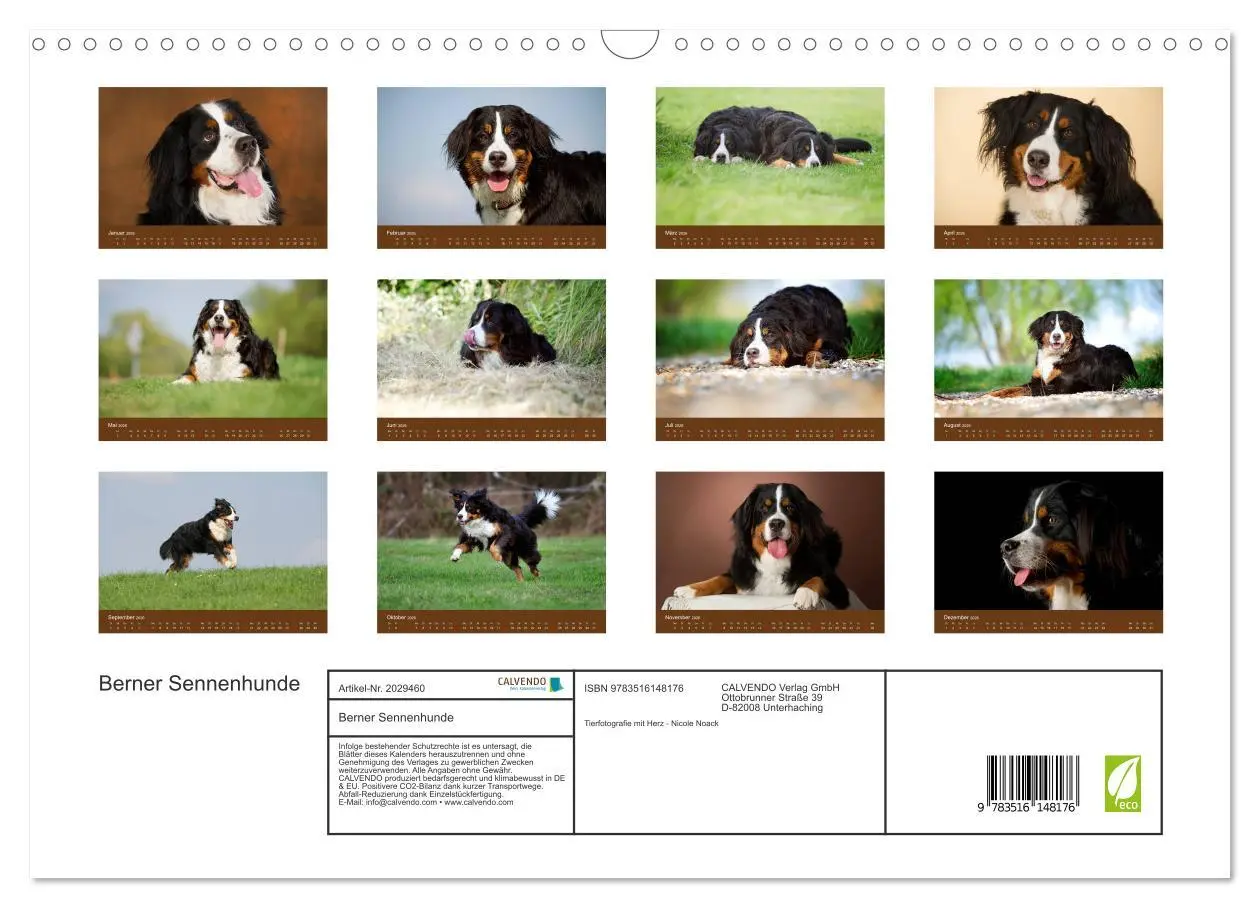 Bild: 9783516148176 | Berner Sennenhunde (Wandkalender 2026 DIN A3 quer), CALVENDO...