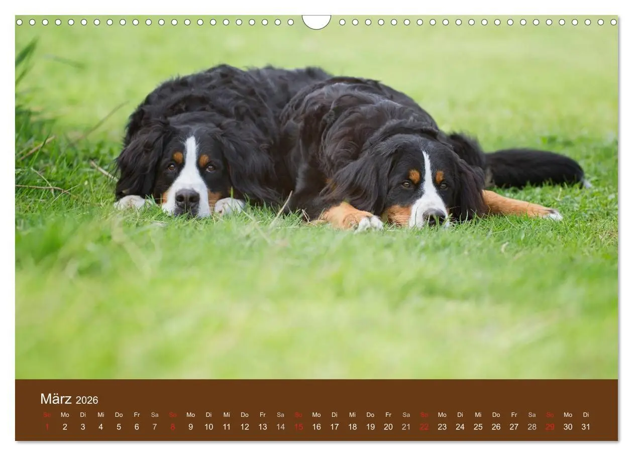 Bild: 9783516148176 | Berner Sennenhunde (Wandkalender 2026 DIN A3 quer), CALVENDO...