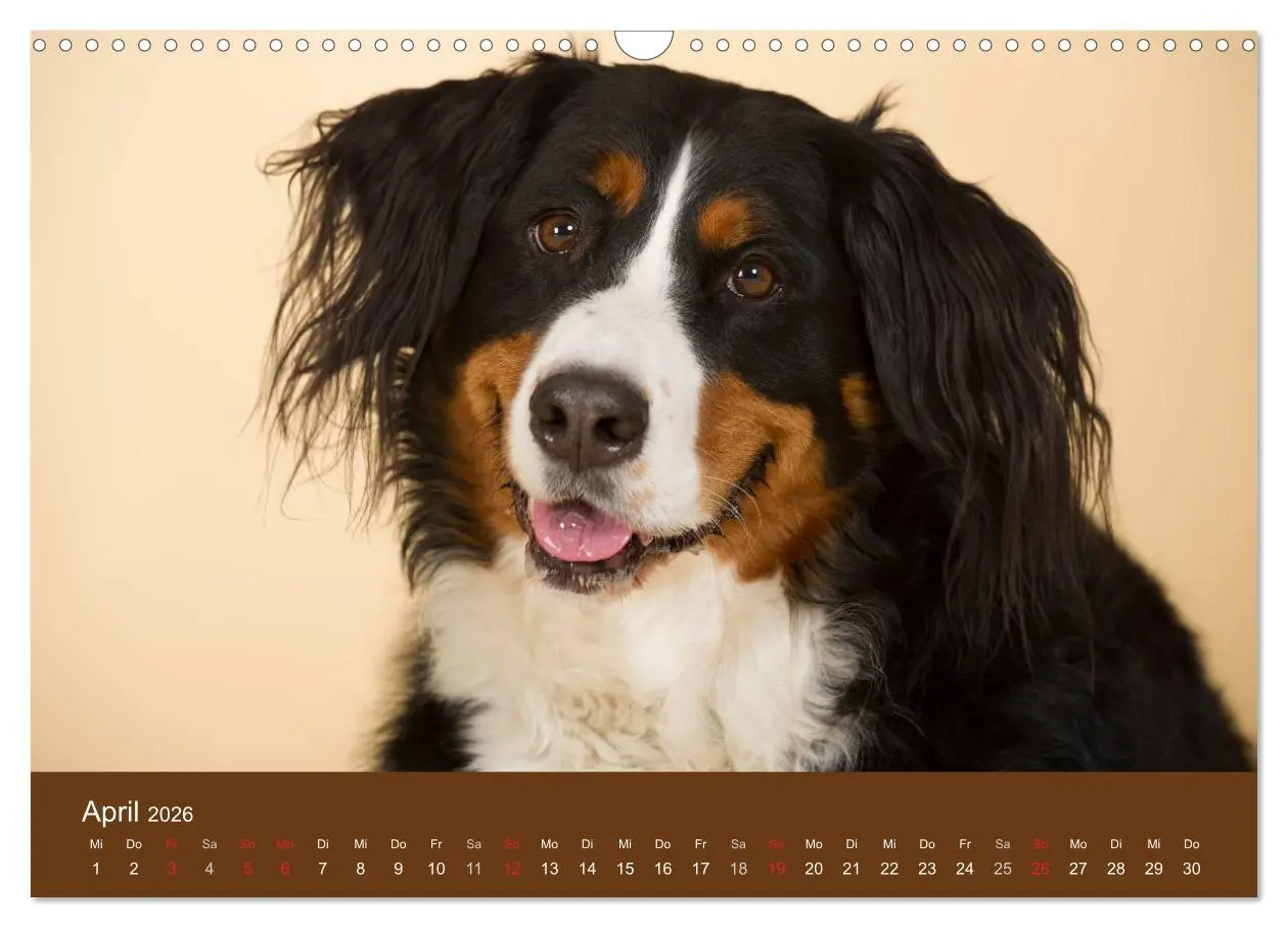 Bild: 9783516148176 | Berner Sennenhunde (Wandkalender 2026 DIN A3 quer), CALVENDO...