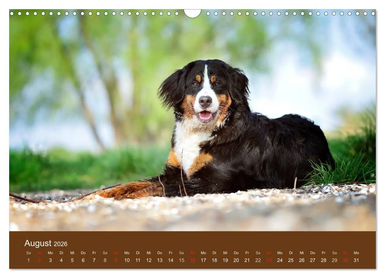 Bild: 9783516148176 | Berner Sennenhunde (Wandkalender 2026 DIN A3 quer), CALVENDO...