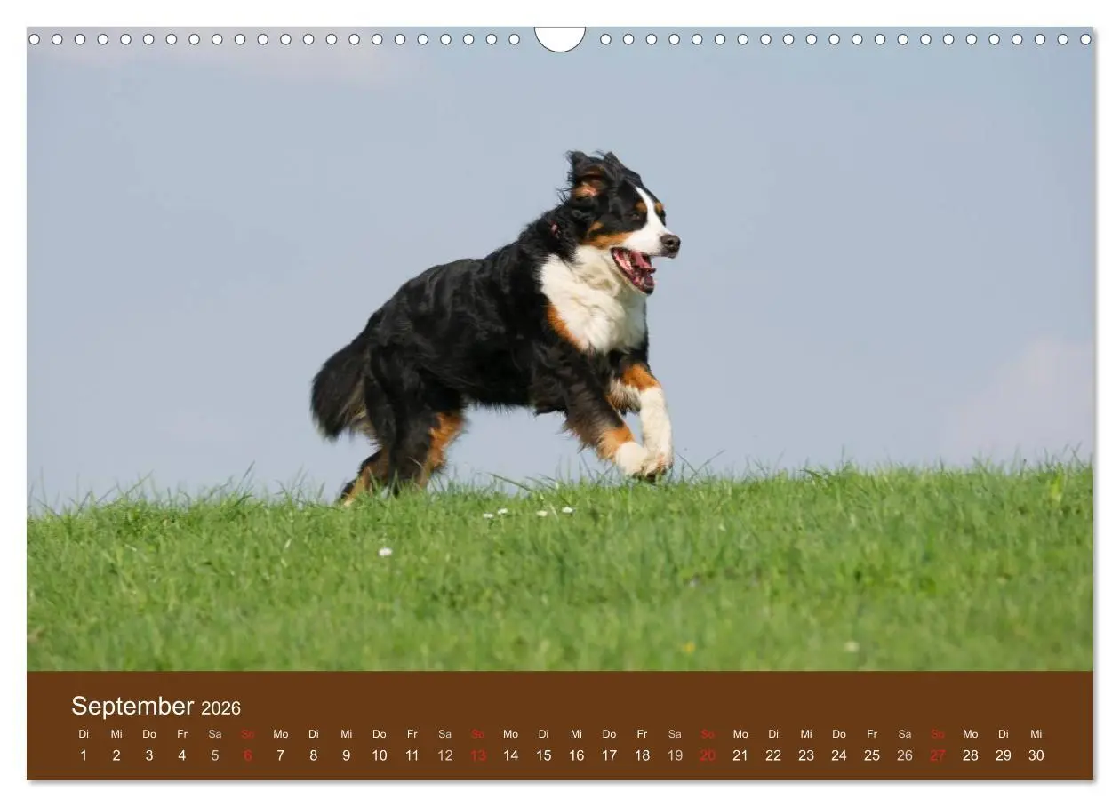 Bild: 9783516148176 | Berner Sennenhunde (Wandkalender 2026 DIN A3 quer), CALVENDO...