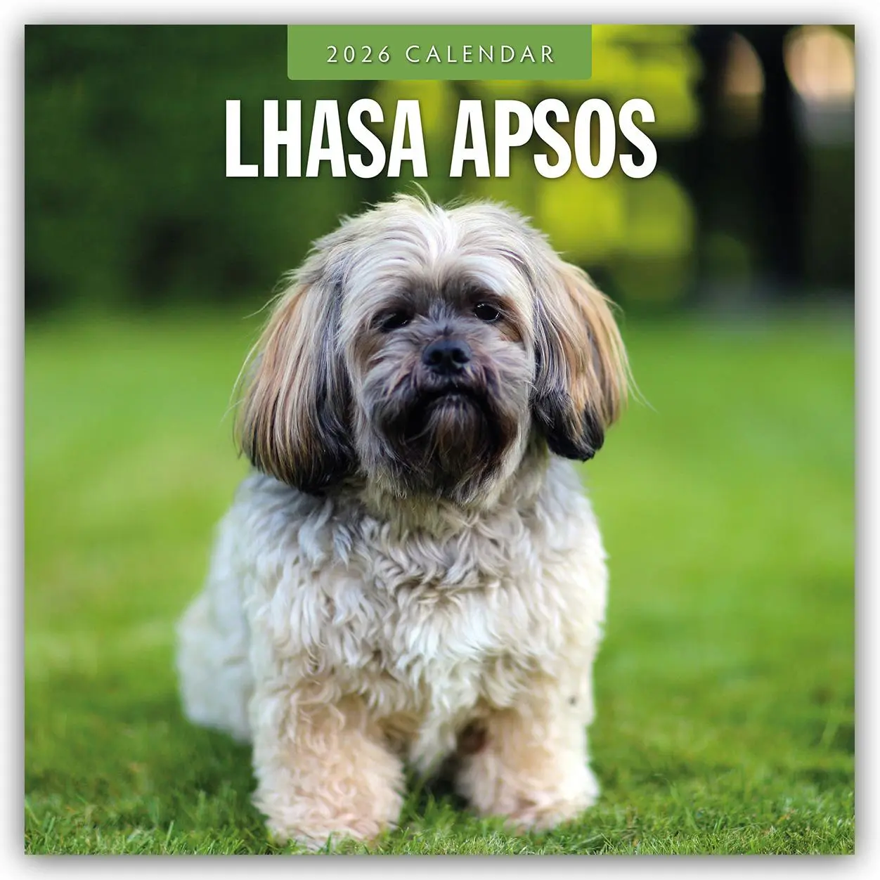 Cover: 9781804428276 | Lhasa Apsos 2026 Square Wall Calendar | Red Robin | Taschenbuch | 2026