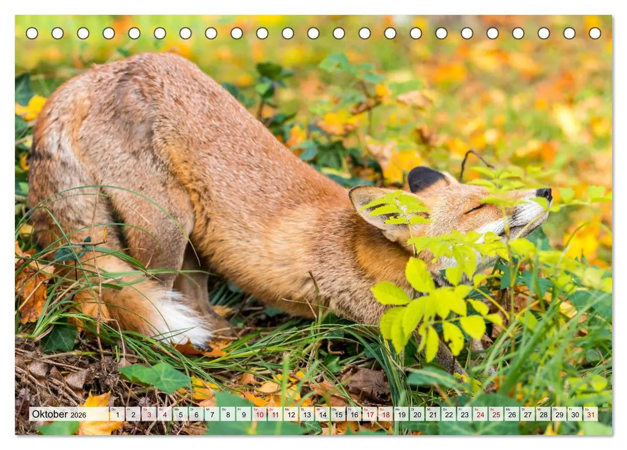 Bild: 9783457668276 | Popo-Kalender (Tischkalender 2026 DIN A5 quer), CALVENDO...