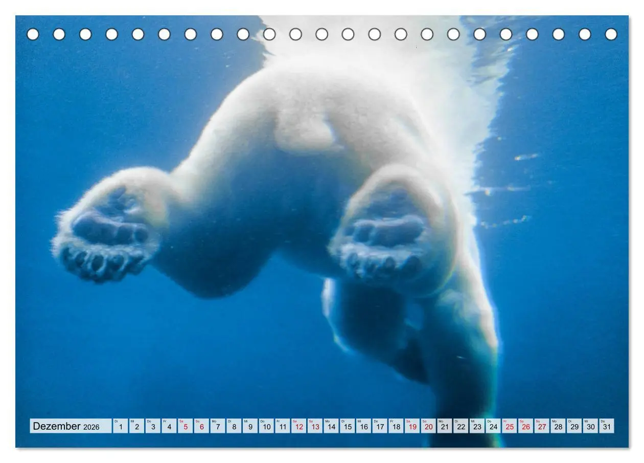 Bild: 9783457668276 | Popo-Kalender (Tischkalender 2026 DIN A5 quer), CALVENDO...
