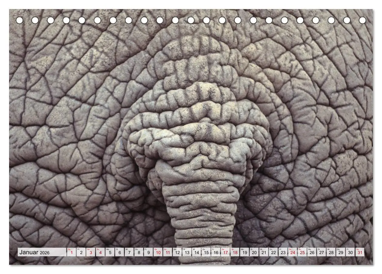 Bild: 9783457668276 | Popo-Kalender (Tischkalender 2026 DIN A5 quer), CALVENDO...