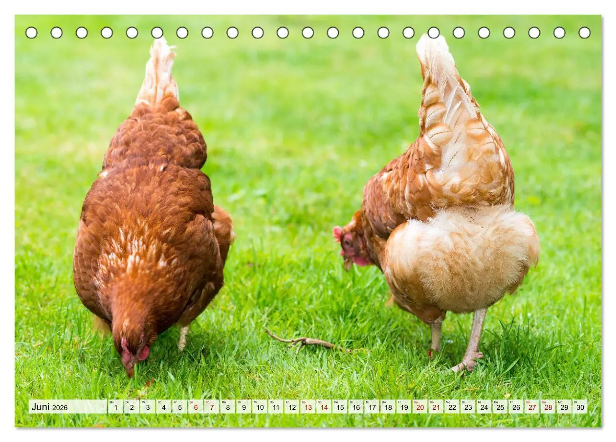 Bild: 9783457668276 | Popo-Kalender (Tischkalender 2026 DIN A5 quer), CALVENDO...