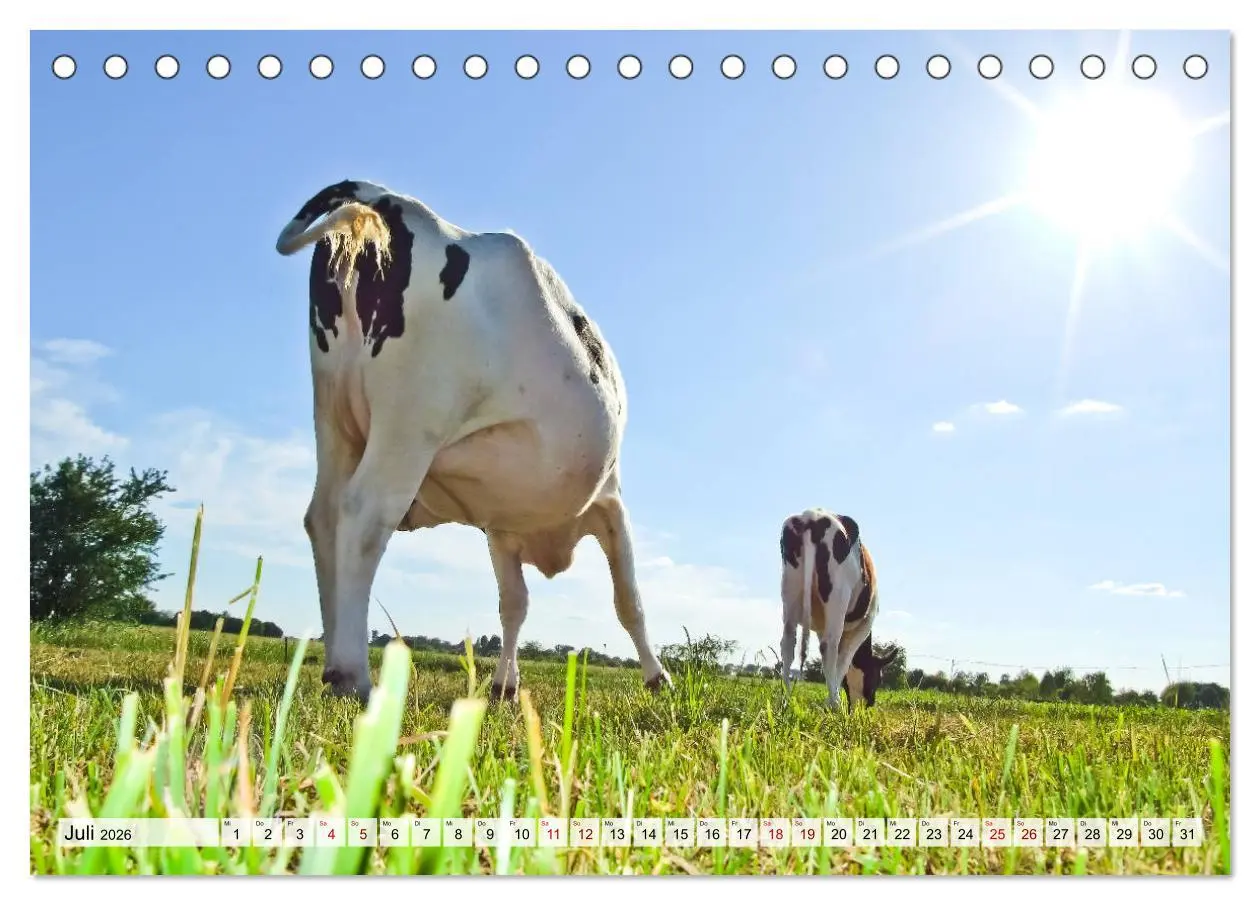 Bild: 9783457668276 | Popo-Kalender (Tischkalender 2026 DIN A5 quer), CALVENDO...
