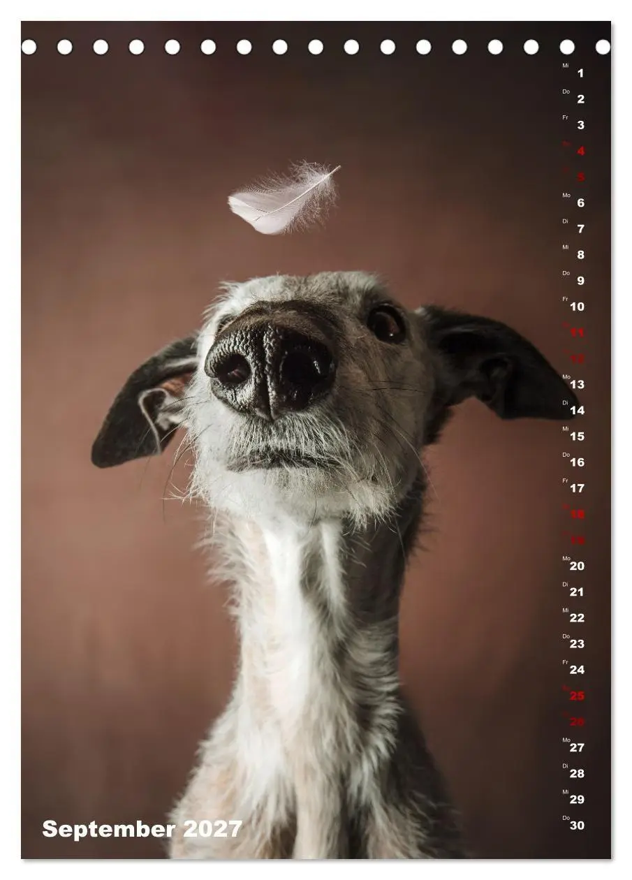Bild: 9783569538276 | dogmuse deluxe (Tischkalender 2027 DIN A5 hoch), CALVENDO...
