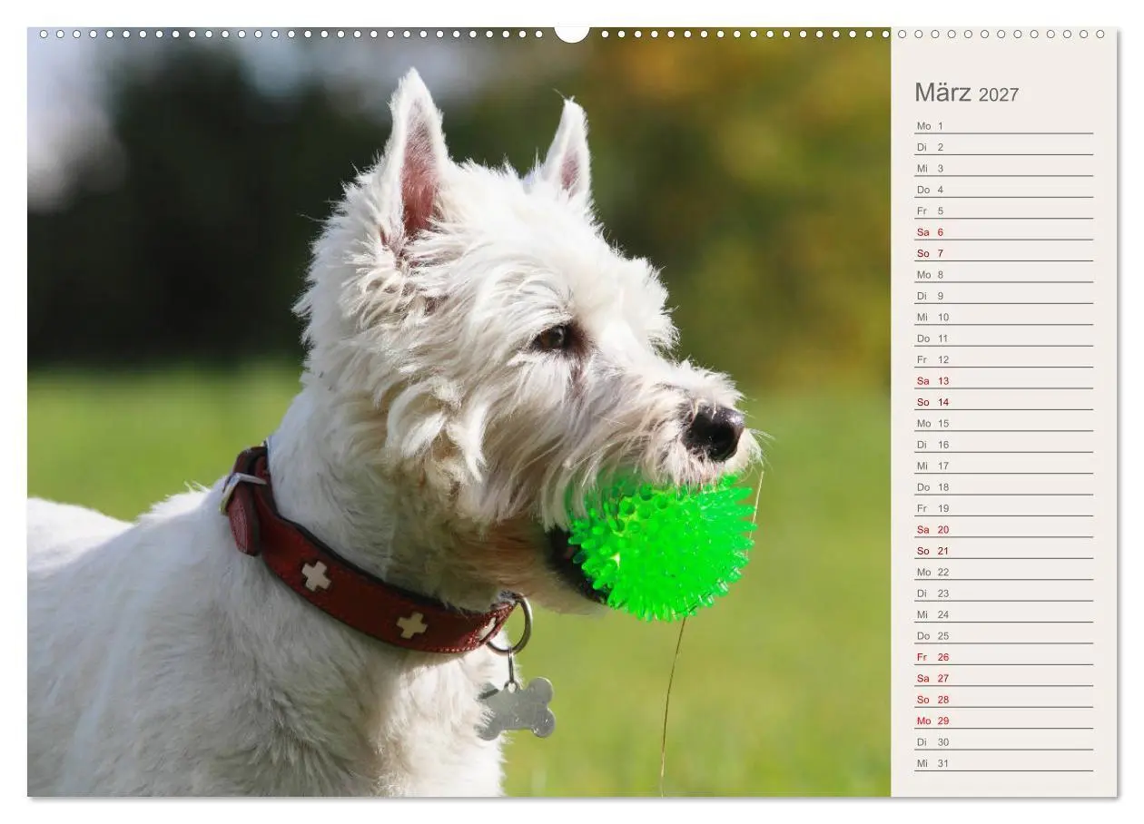 Bild: 9783569828476 | West Highland White Terrier - Selbstbewustes Powerpaket - der...