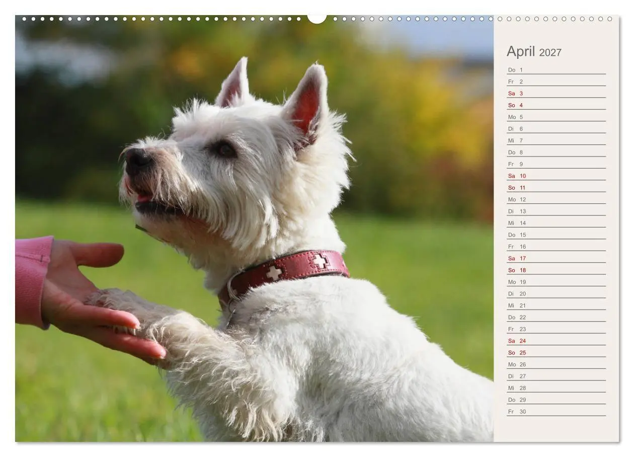 Bild: 9783569828476 | West Highland White Terrier - Selbstbewustes Powerpaket - der...
