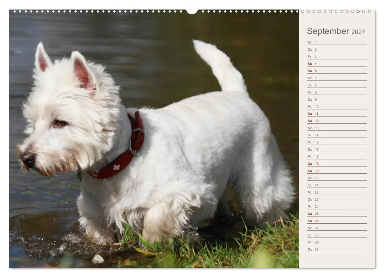 Bild: 9783569828476 | West Highland White Terrier - Selbstbewustes Powerpaket - der...