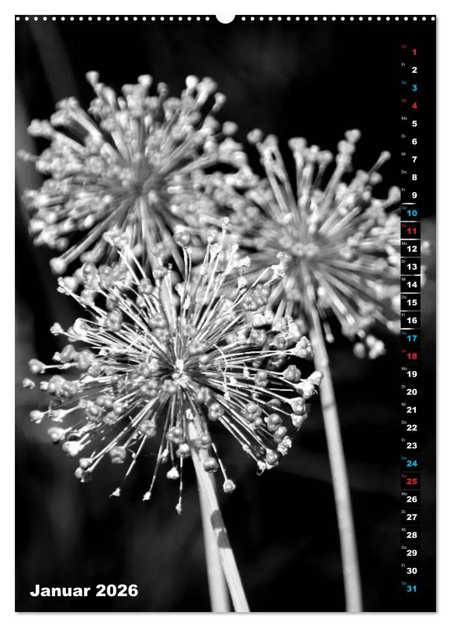 Bild: 9783516418576 | Blumige Graustufen - Schwarz und Weiß (hochwertiger Premium...