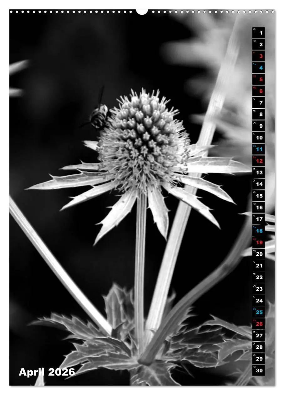 Bild: 9783516418576 | Blumige Graustufen - Schwarz und Weiß (hochwertiger Premium...