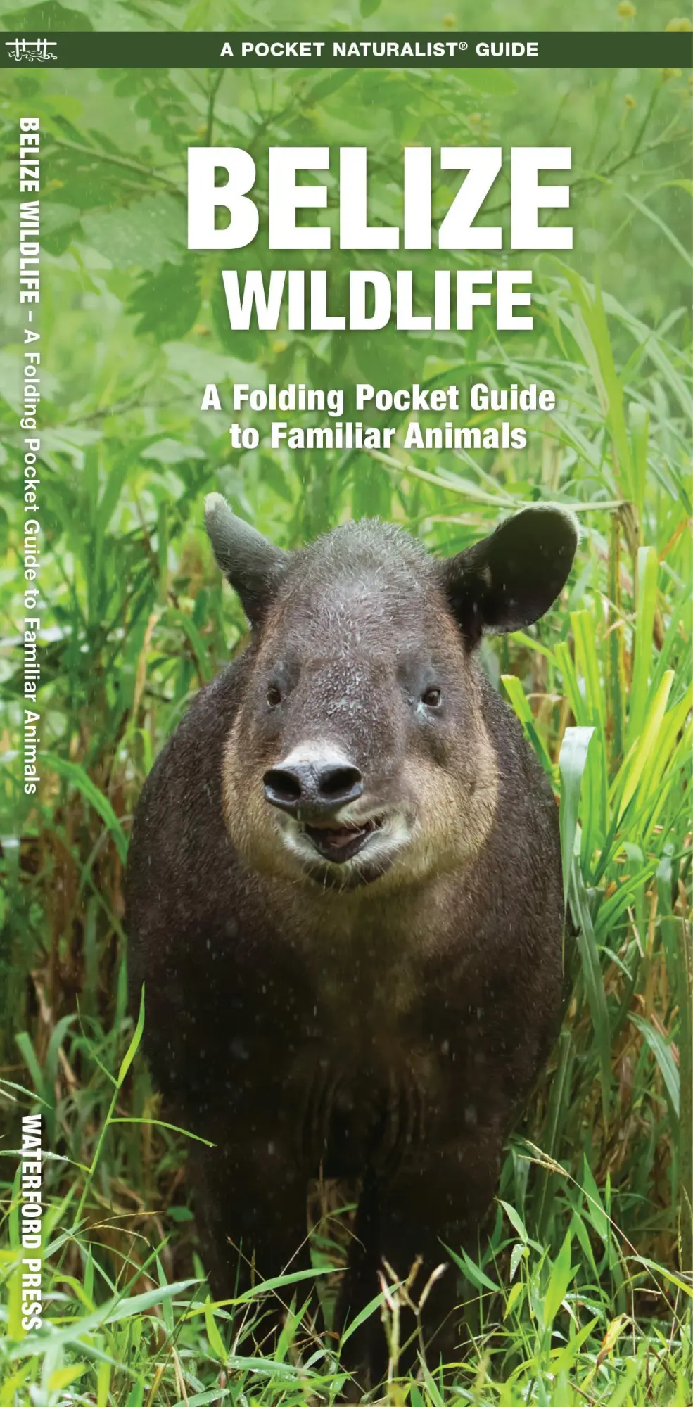 Cover: 9781583558676 | Belize Wildlife | A Folding Pocket Guide to Familiar Animals | Buch