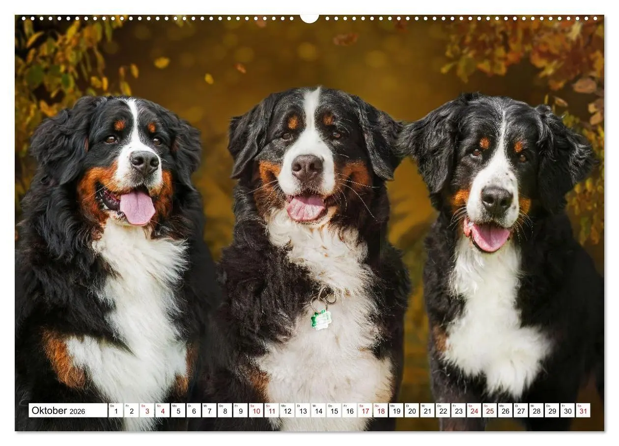 Bild: 9783516718676 | Berner Sennenhunde - Freunde für ein ganzes Leben (hochwertiger...