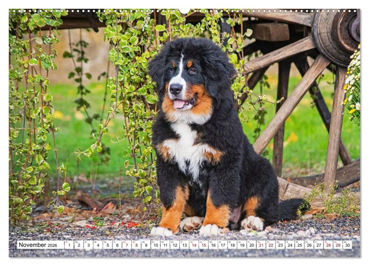 Bild: 9783516718676 | Berner Sennenhunde - Freunde für ein ganzes Leben (hochwertiger...