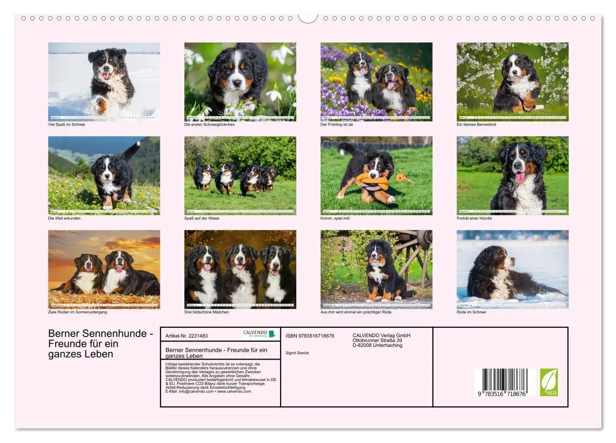 Bild: 9783516718676 | Berner Sennenhunde - Freunde für ein ganzes Leben (hochwertiger...