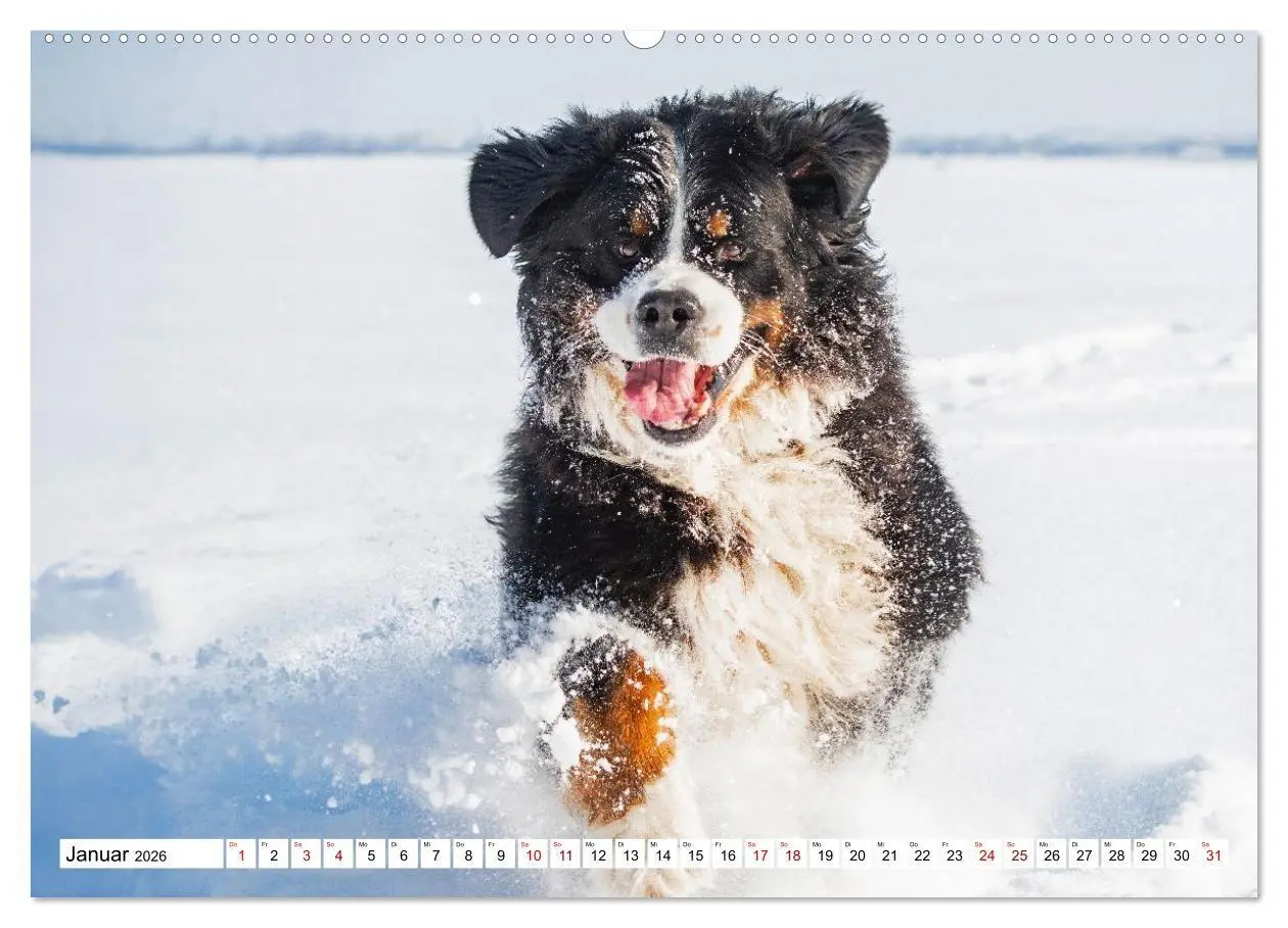 Bild: 9783516718676 | Berner Sennenhunde - Freunde für ein ganzes Leben (hochwertiger...