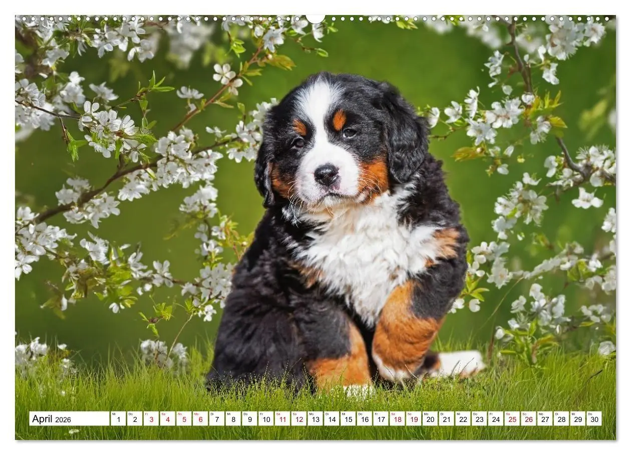 Bild: 9783516718676 | Berner Sennenhunde - Freunde für ein ganzes Leben (hochwertiger...
