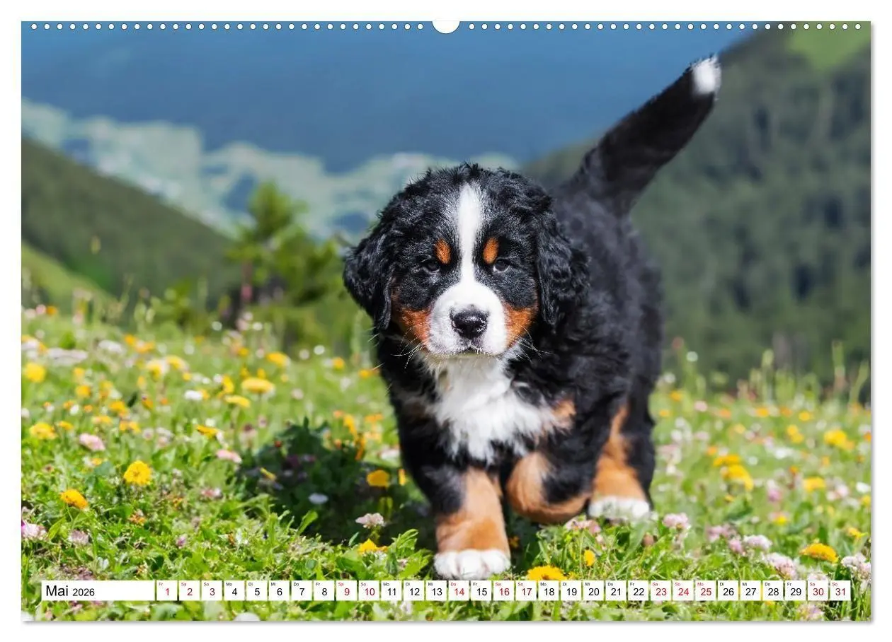 Bild: 9783516718676 | Berner Sennenhunde - Freunde für ein ganzes Leben (hochwertiger...