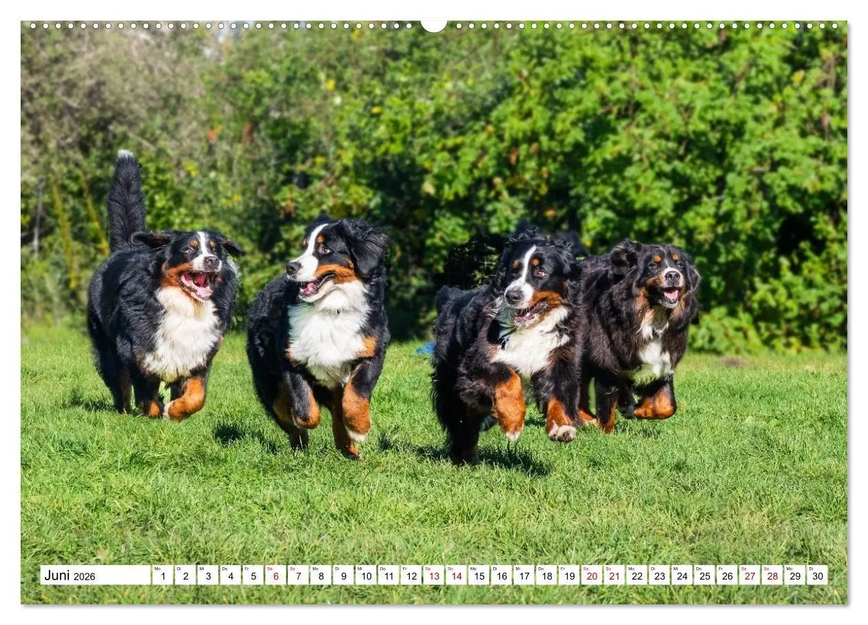 Bild: 9783516718676 | Berner Sennenhunde - Freunde für ein ganzes Leben (hochwertiger...