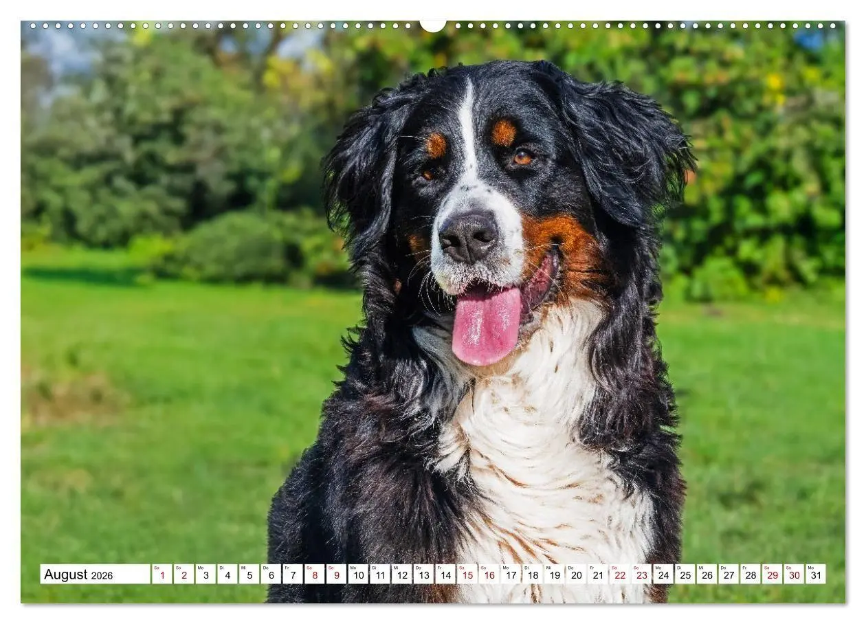 Bild: 9783516718676 | Berner Sennenhunde - Freunde für ein ganzes Leben (hochwertiger...