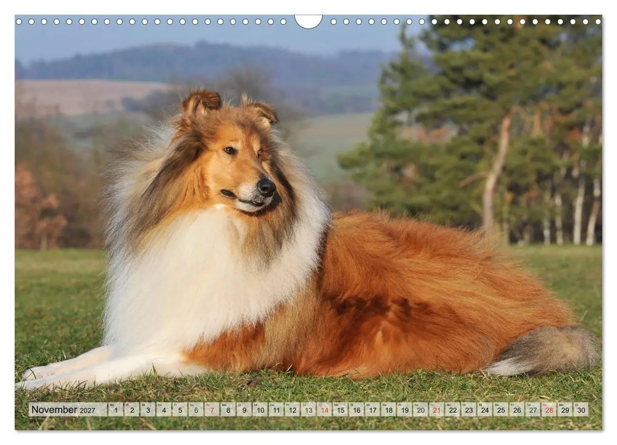 Bild: 9783569738676 | Collie - Das Glück hat 4 Pfoten (Wandkalender 2027 DIN A3 quer),...