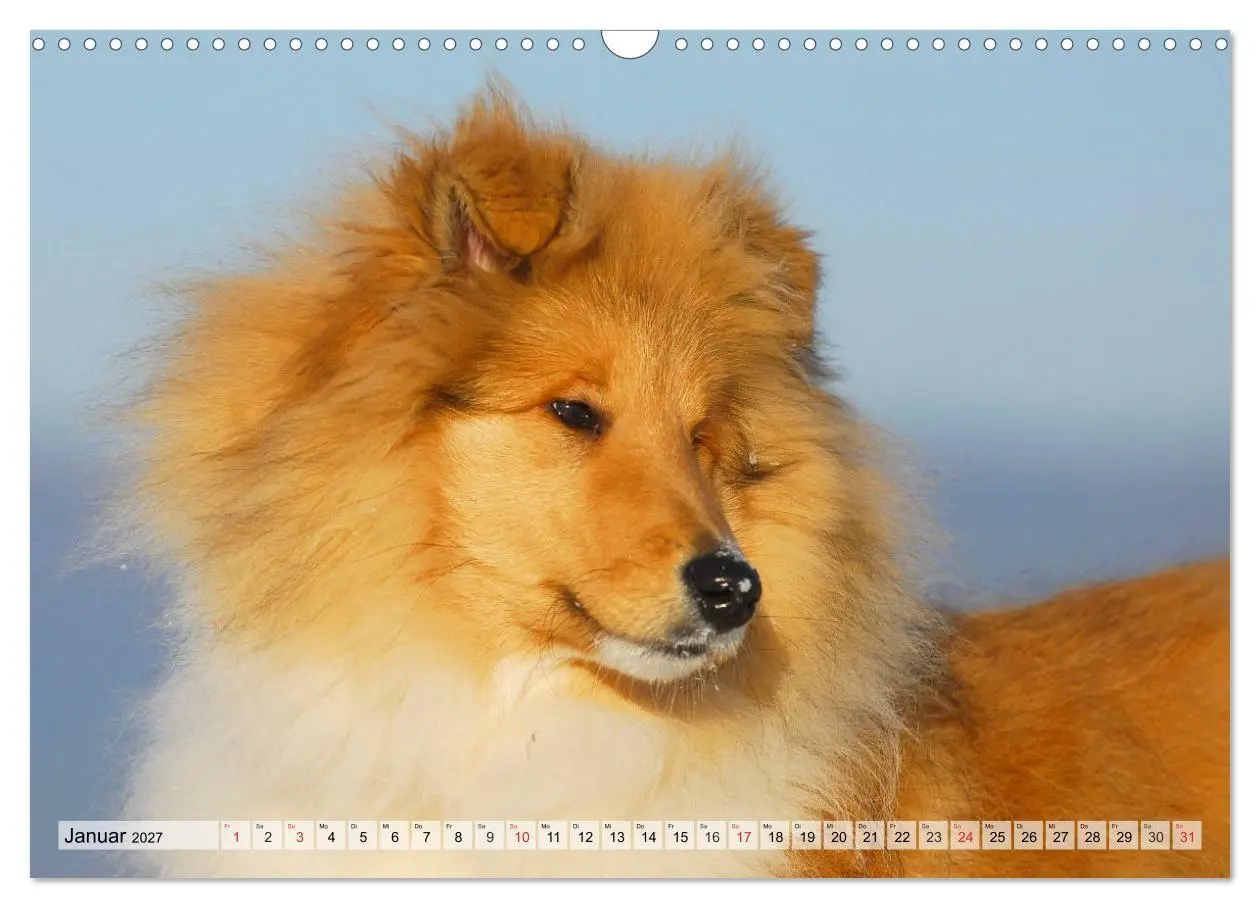 Bild: 9783569738676 | Collie - Das Glück hat 4 Pfoten (Wandkalender 2027 DIN A3 quer),...