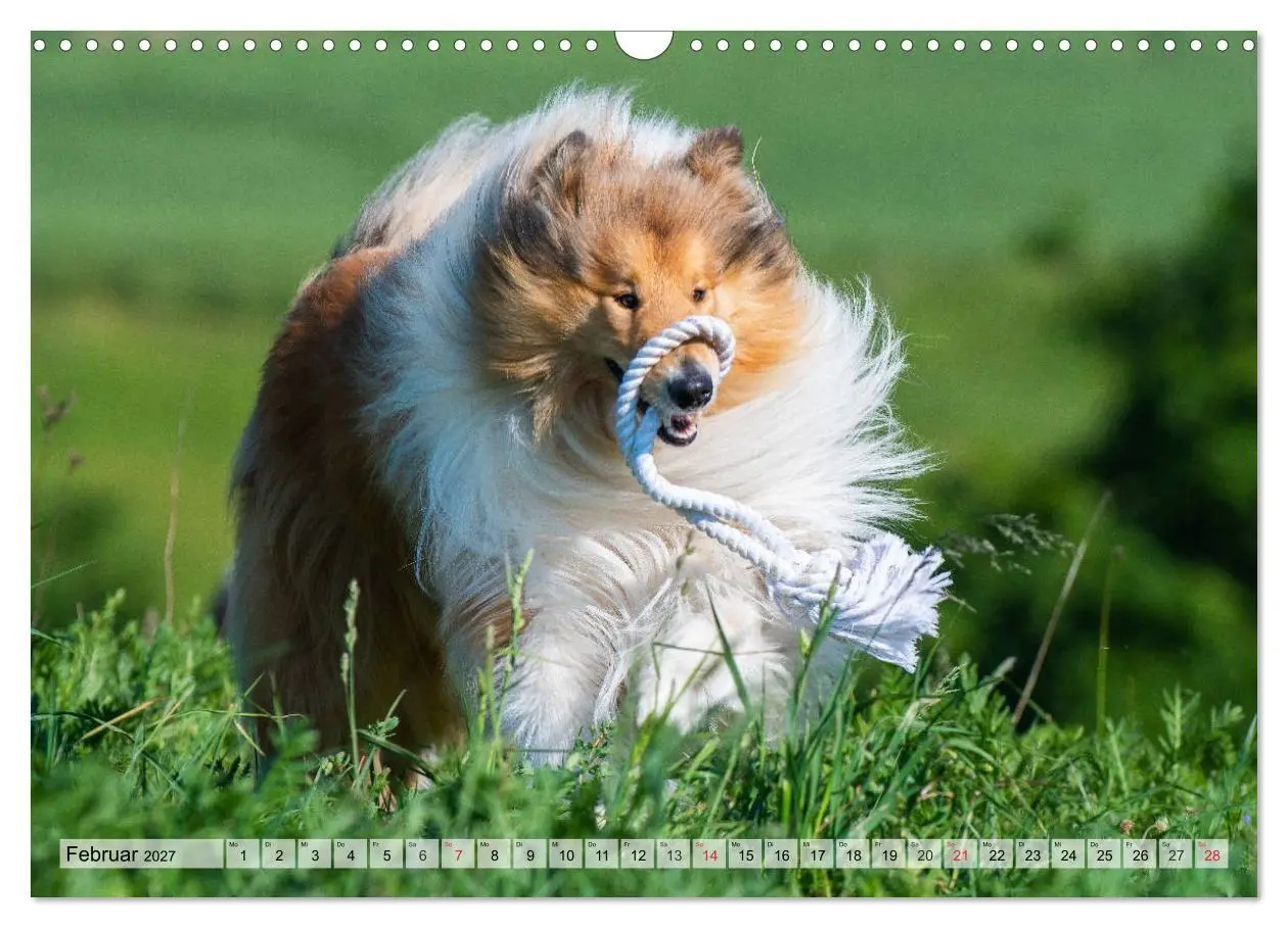 Bild: 9783569738676 | Collie - Das Glück hat 4 Pfoten (Wandkalender 2027 DIN A3 quer),...