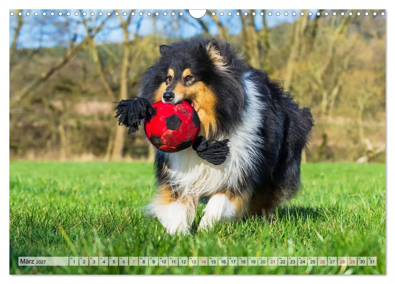 Bild: 9783569738676 | Collie - Das Glück hat 4 Pfoten (Wandkalender 2027 DIN A3 quer),...