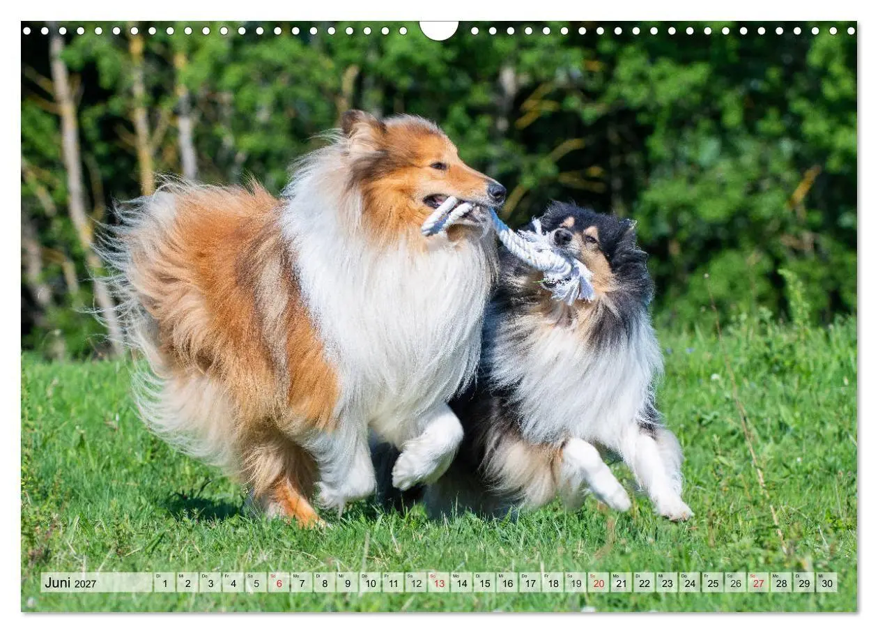 Bild: 9783569738676 | Collie - Das Glück hat 4 Pfoten (Wandkalender 2027 DIN A3 quer),...