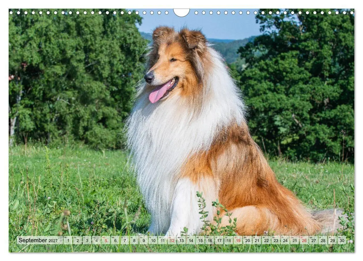 Bild: 9783569738676 | Collie - Das Glück hat 4 Pfoten (Wandkalender 2027 DIN A3 quer),...
