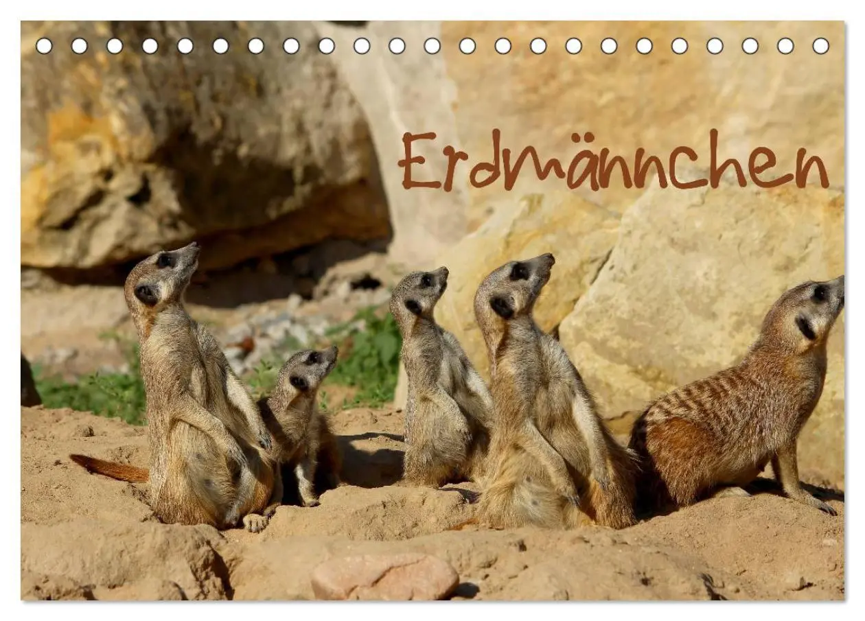 Cover: 9783516188776 | Erdmännchen (Tischkalender 2026 DIN A5 quer), CALVENDO Monatskalender