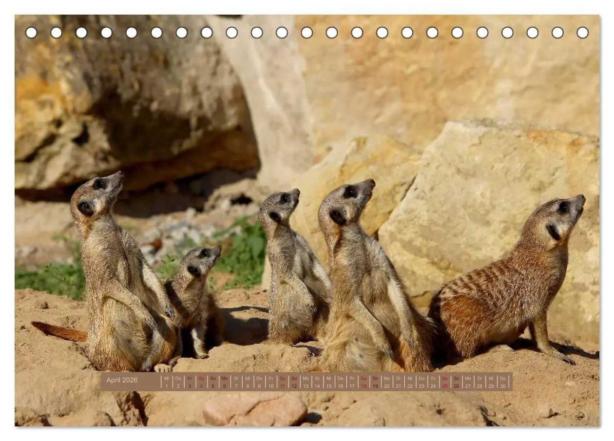 Bild: 9783516188776 | Erdmännchen (Tischkalender 2026 DIN A5 quer), CALVENDO Monatskalender