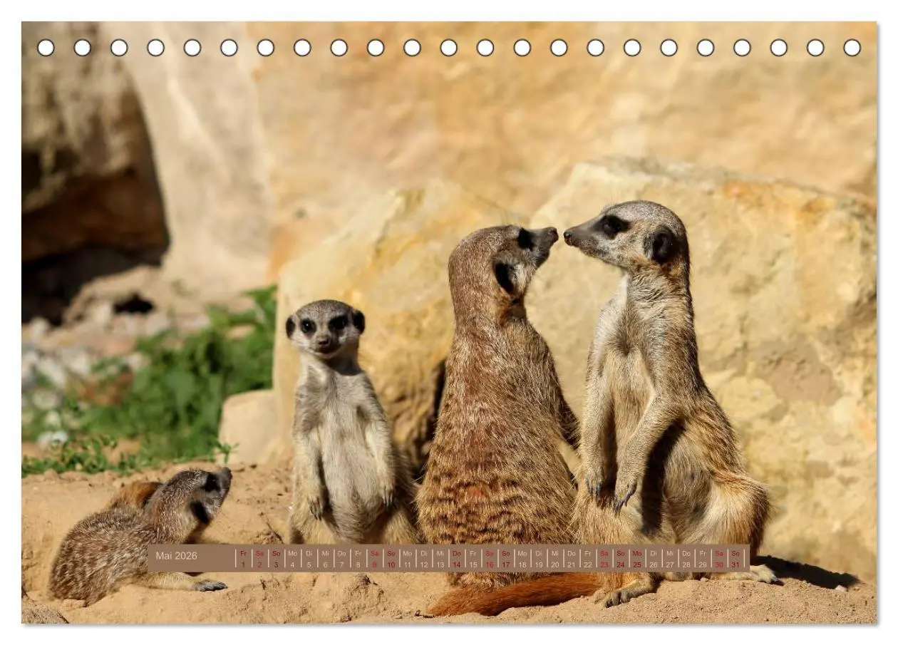 Bild: 9783516188776 | Erdmännchen (Tischkalender 2026 DIN A5 quer), CALVENDO Monatskalender
