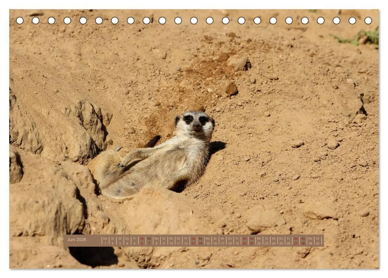 Bild: 9783516188776 | Erdmännchen (Tischkalender 2026 DIN A5 quer), CALVENDO Monatskalender