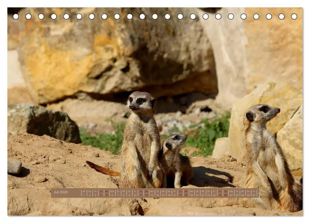 Bild: 9783516188776 | Erdmännchen (Tischkalender 2026 DIN A5 quer), CALVENDO Monatskalender