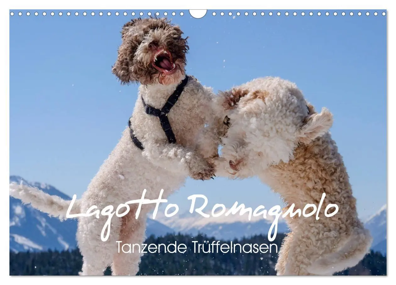 Cover: 9783457918876 | Lagotto Romagnolo Tanzende Trüffelnasen (Wandkalender 2026 DIN A3...