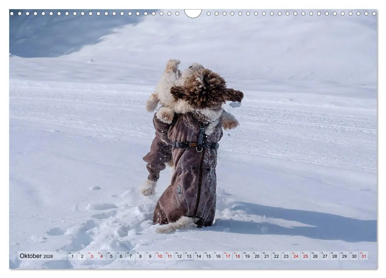 Bild: 9783457918876 | Lagotto Romagnolo Tanzende Trüffelnasen (Wandkalender 2026 DIN A3...