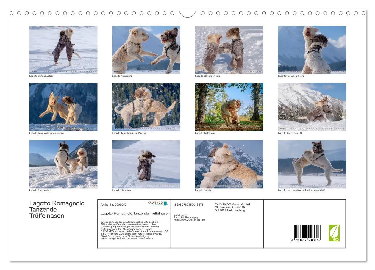 Bild: 9783457918876 | Lagotto Romagnolo Tanzende Trüffelnasen (Wandkalender 2026 DIN A3...