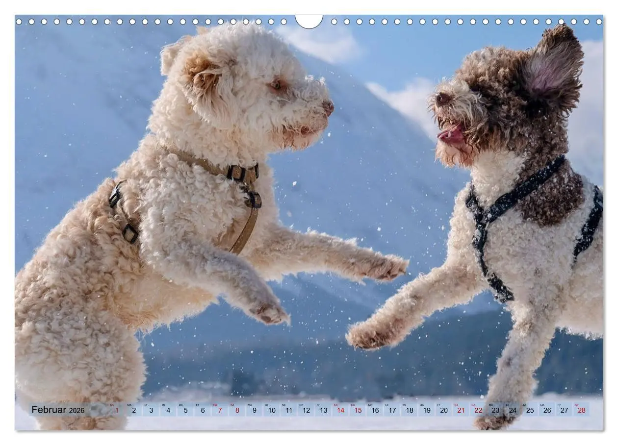 Bild: 9783457918876 | Lagotto Romagnolo Tanzende Trüffelnasen (Wandkalender 2026 DIN A3...