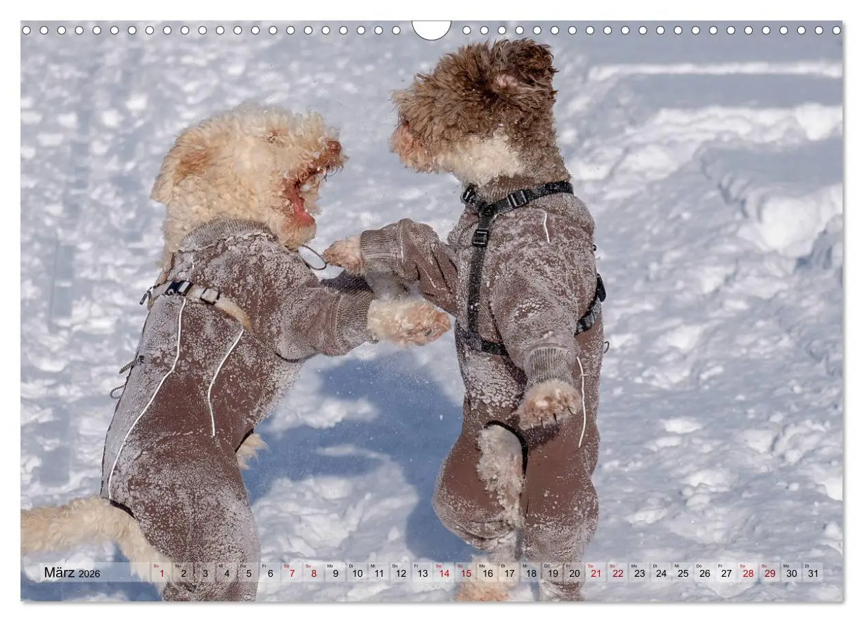Bild: 9783457918876 | Lagotto Romagnolo Tanzende Trüffelnasen (Wandkalender 2026 DIN A3...