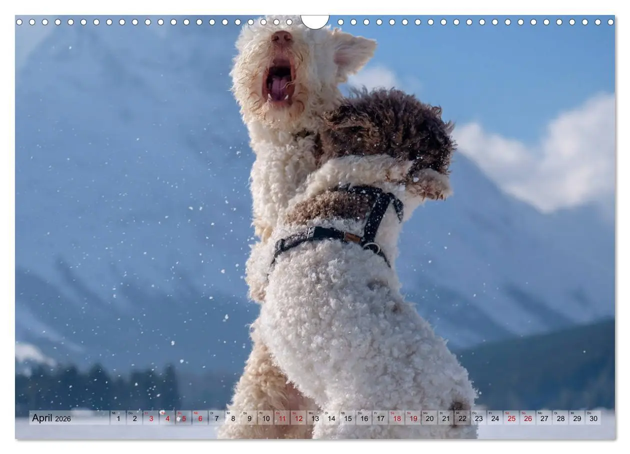 Bild: 9783457918876 | Lagotto Romagnolo Tanzende Trüffelnasen (Wandkalender 2026 DIN A3...