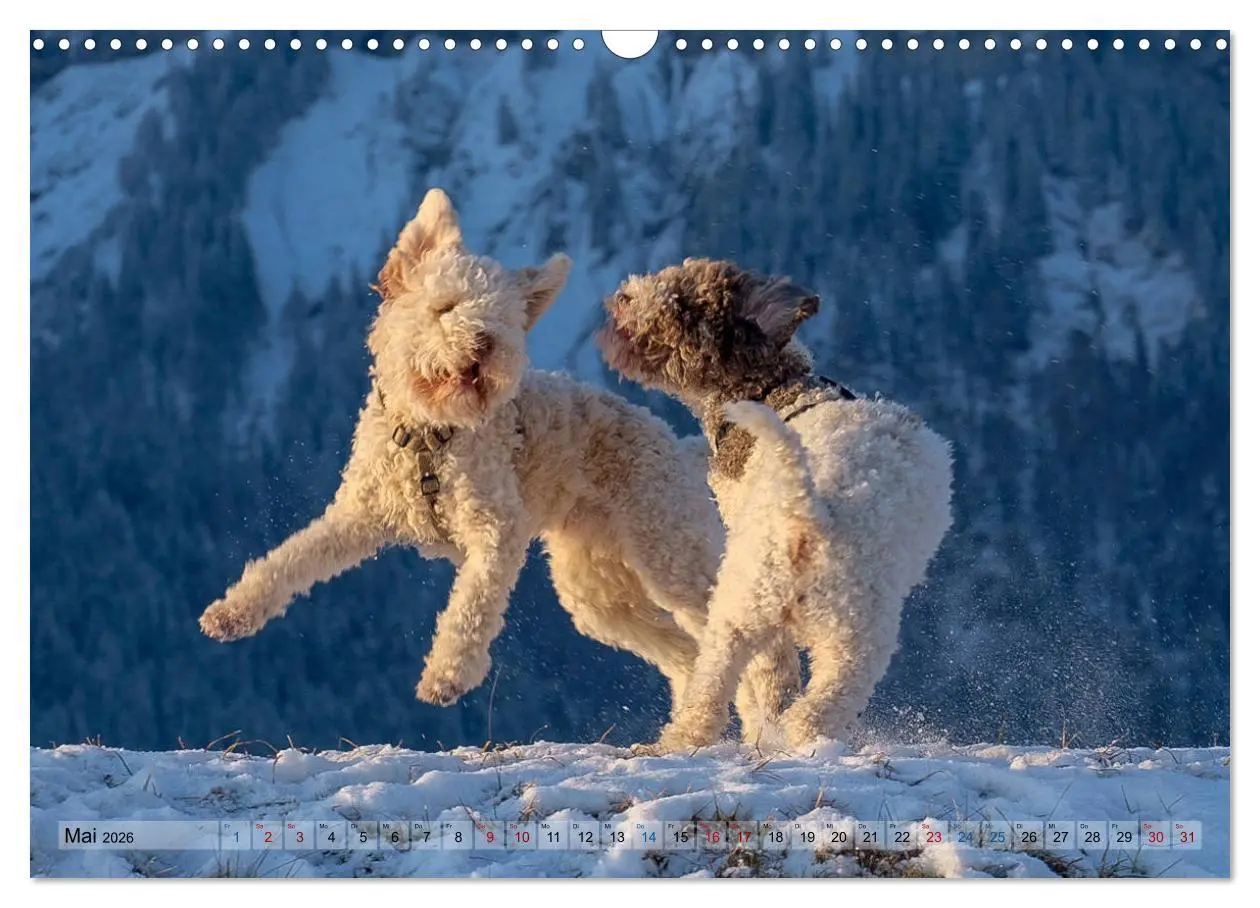 Bild: 9783457918876 | Lagotto Romagnolo Tanzende Trüffelnasen (Wandkalender 2026 DIN A3...